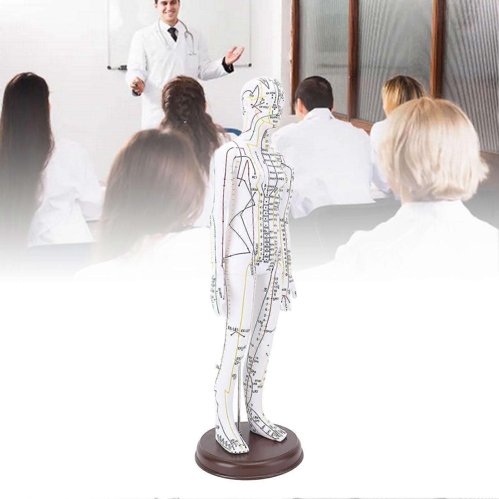 52cm Female Acupuncture Human Body Model with Base for Teaching