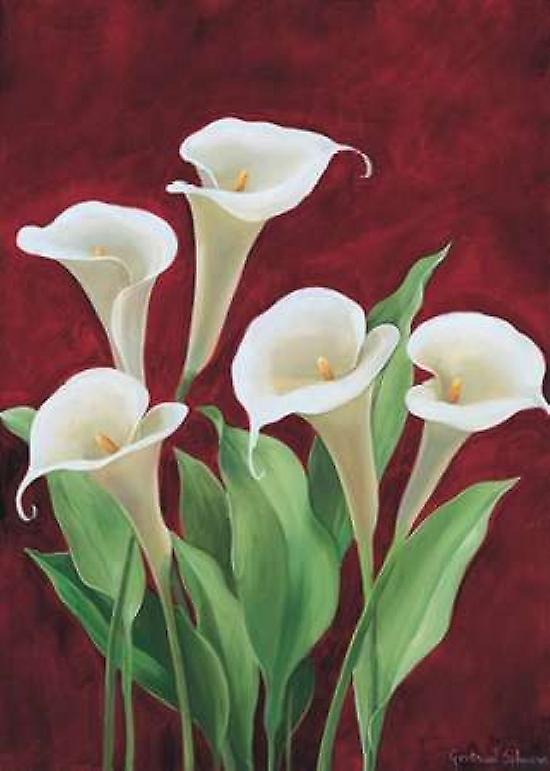 Calla on burgundy II Poster