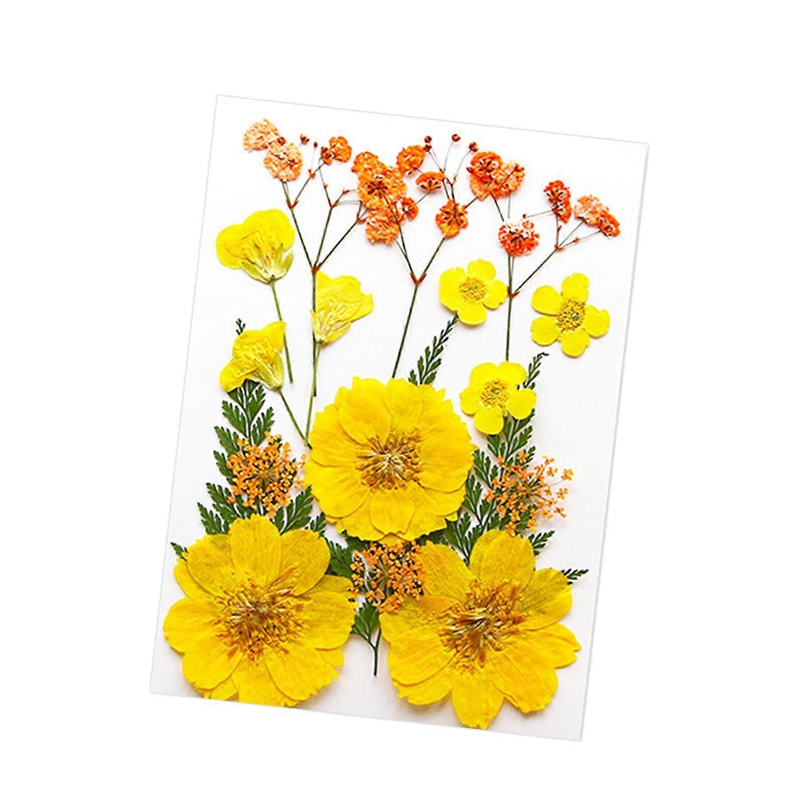 Dried Pressed Flowers Dry Leaf Kits For Card Making, Soap Making, Lampshade Decor, Phone Case Crafts