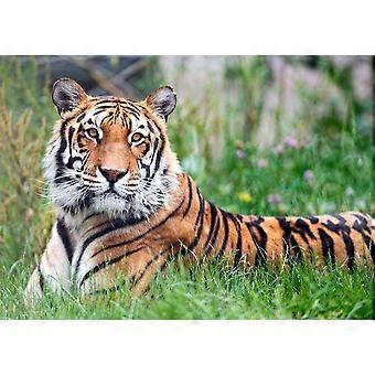 Tiger-Puzzlespiel für Erwachsene und Kinder QT 1366