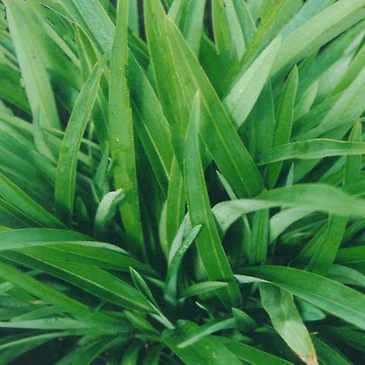 Phormium Smaragdgrün. Zwergsorte.