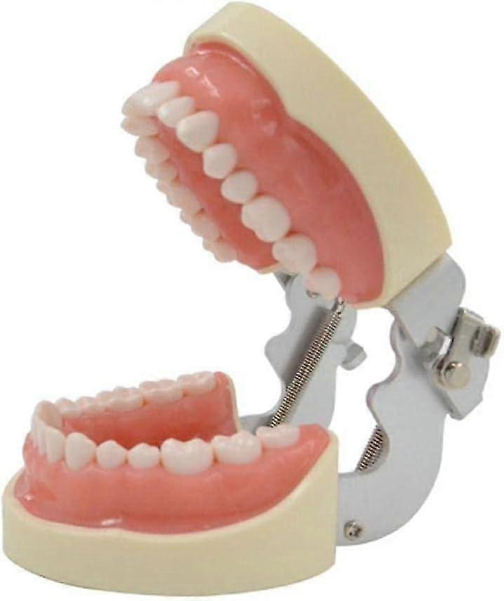 32-Removable Orthodontic Teeth Model - Soft Ideal for Typodont Practice and Teaching.