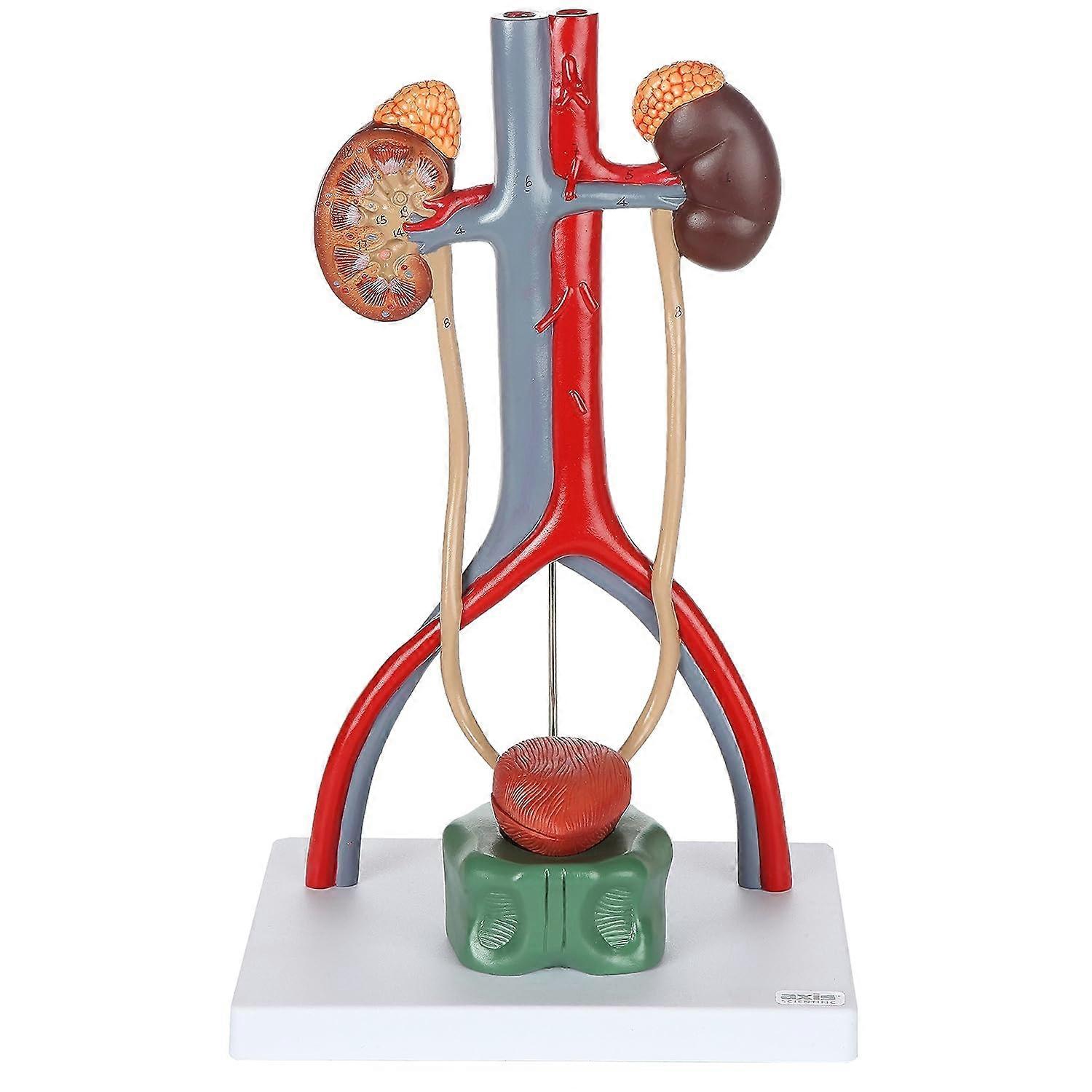 Anatomy Model of Male Urinary System | Urinary System Model is 13.5 Inches Tall | Features Kidneys with Adrenal Glands, Ureters, and Bladder | Include