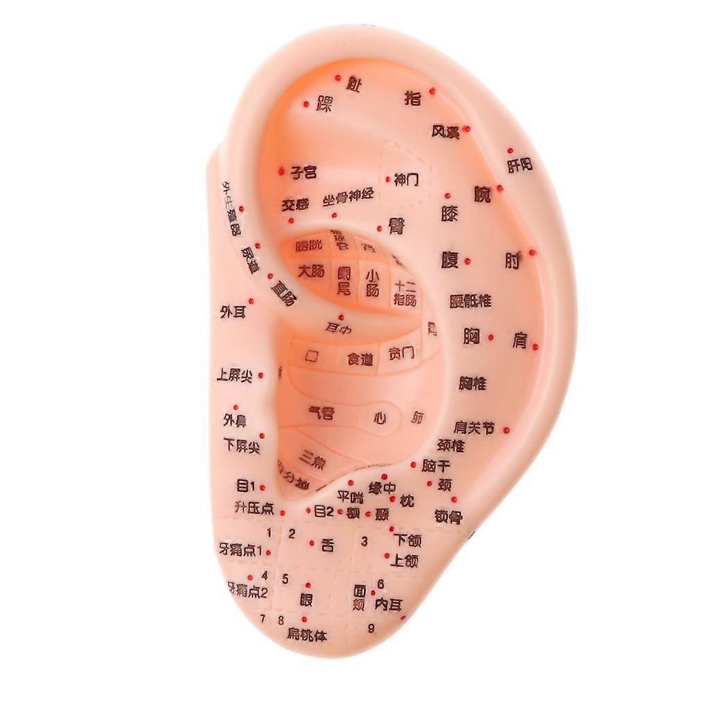 Human Acupuncture Ear Model Reflexology Acupoint Lab Study Aids