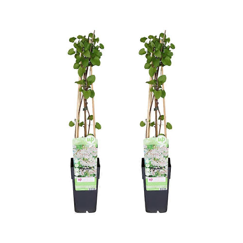 Fallopia baldschuanica | 2 stycken - 55-65cm - Ø15cm