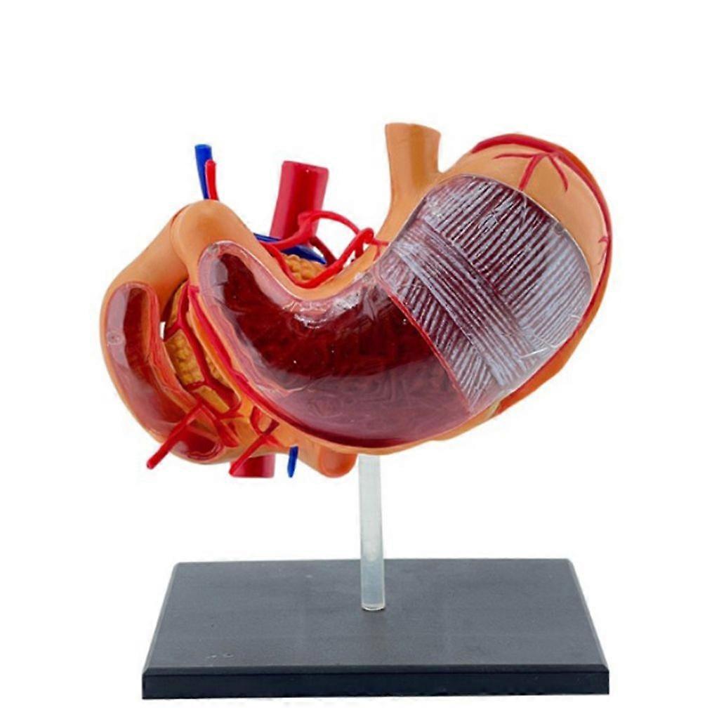 Interactive 4D Stomach Anatomy Model with Labels for Easy Understanding Model