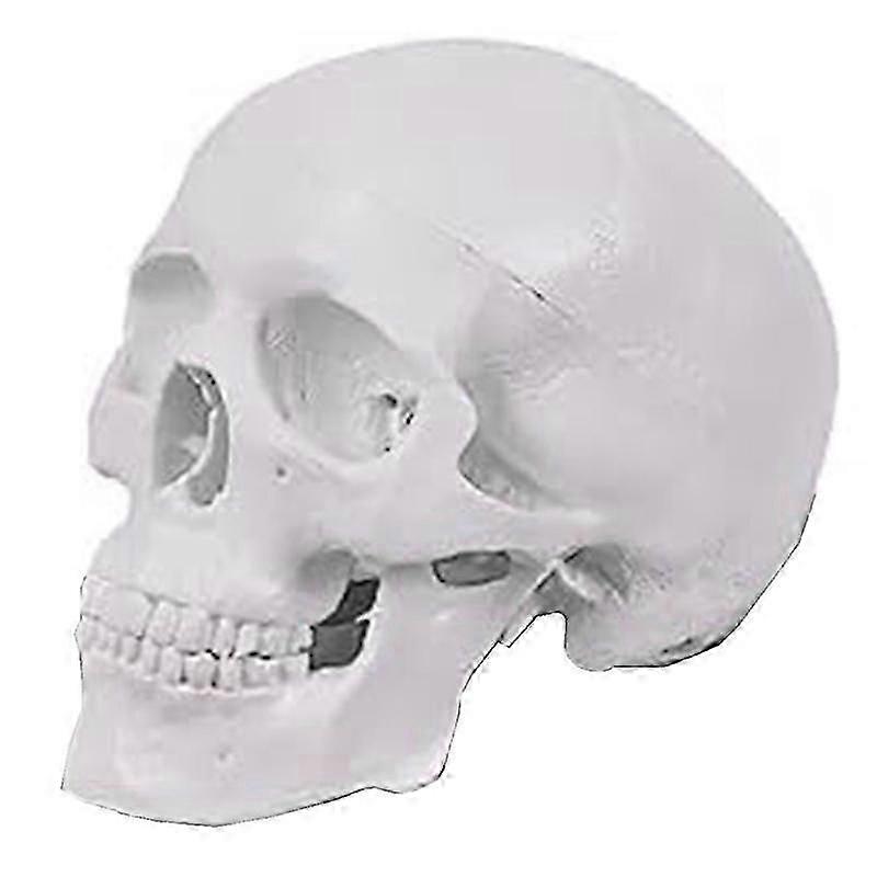 Mini Human Skull Model, 3 Parts Anatomical Skull Model with Removable Skull Cap and Articulated Man
