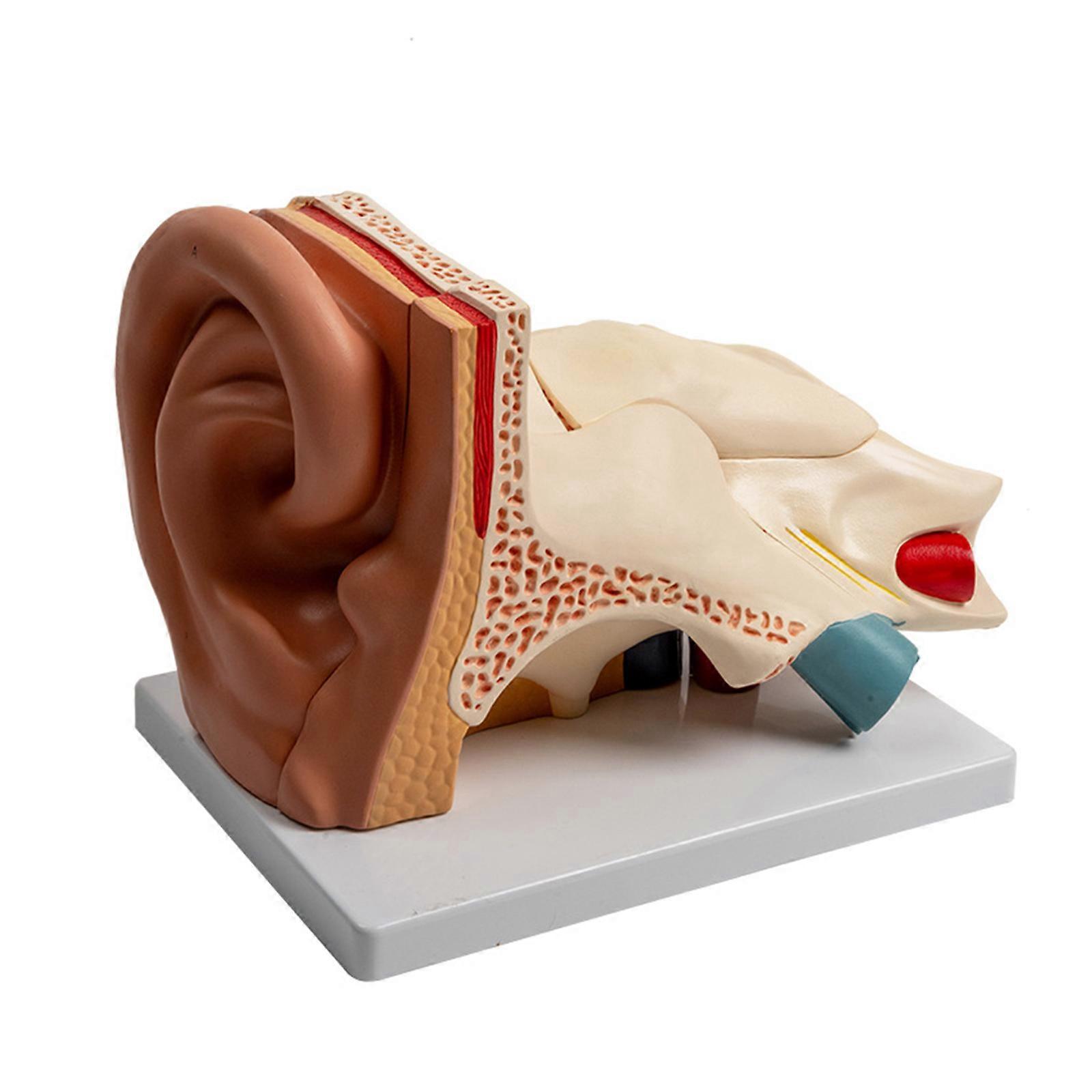 Enlarged Human Ear Anatomy Model Shows Outer Ear Inner Ear Cochlear Anatomical Auditory Organ Model for Lecture Report