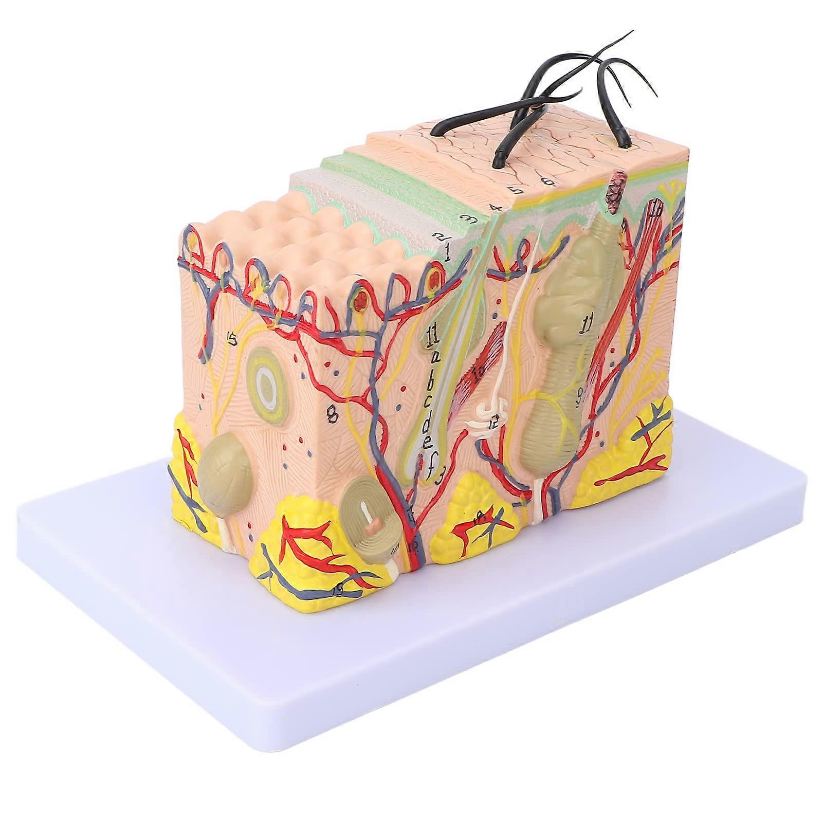 Anatomical Skin Model 35x Enlarged 3D Human Skin Layer Structure With Hair For Medical Training And Study Display