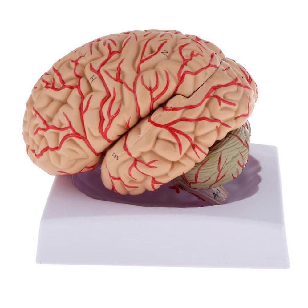 جديد تفكيك الدماغ البشري التشريحي نموذج التشريح دراسة أداة التدريس