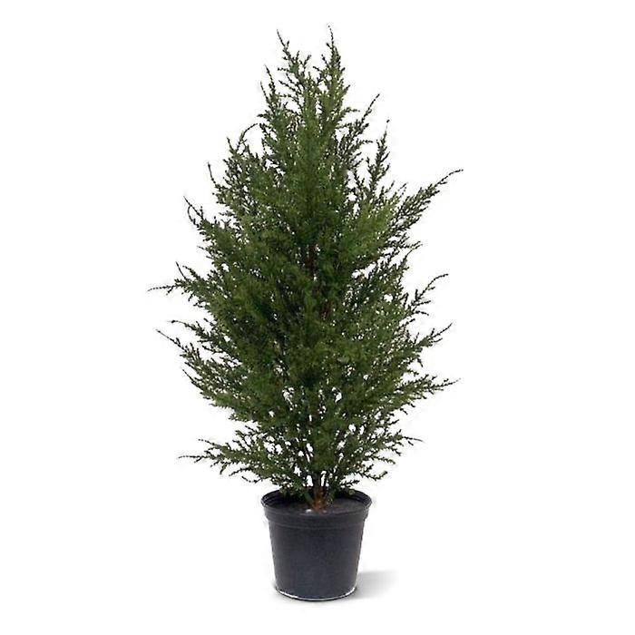 Cypress (50 cm)