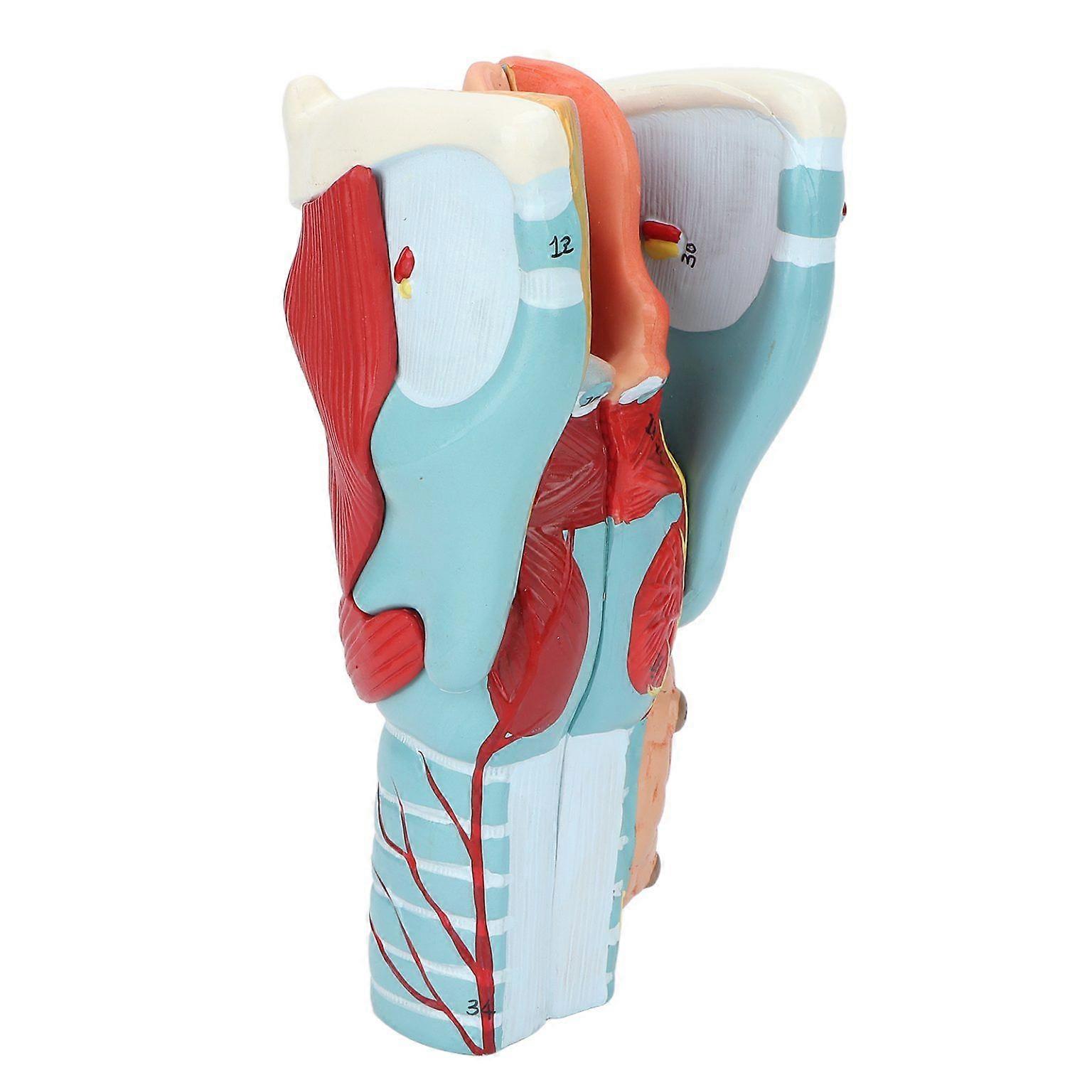 Anatomical Human Throat Model for Educational Purposes