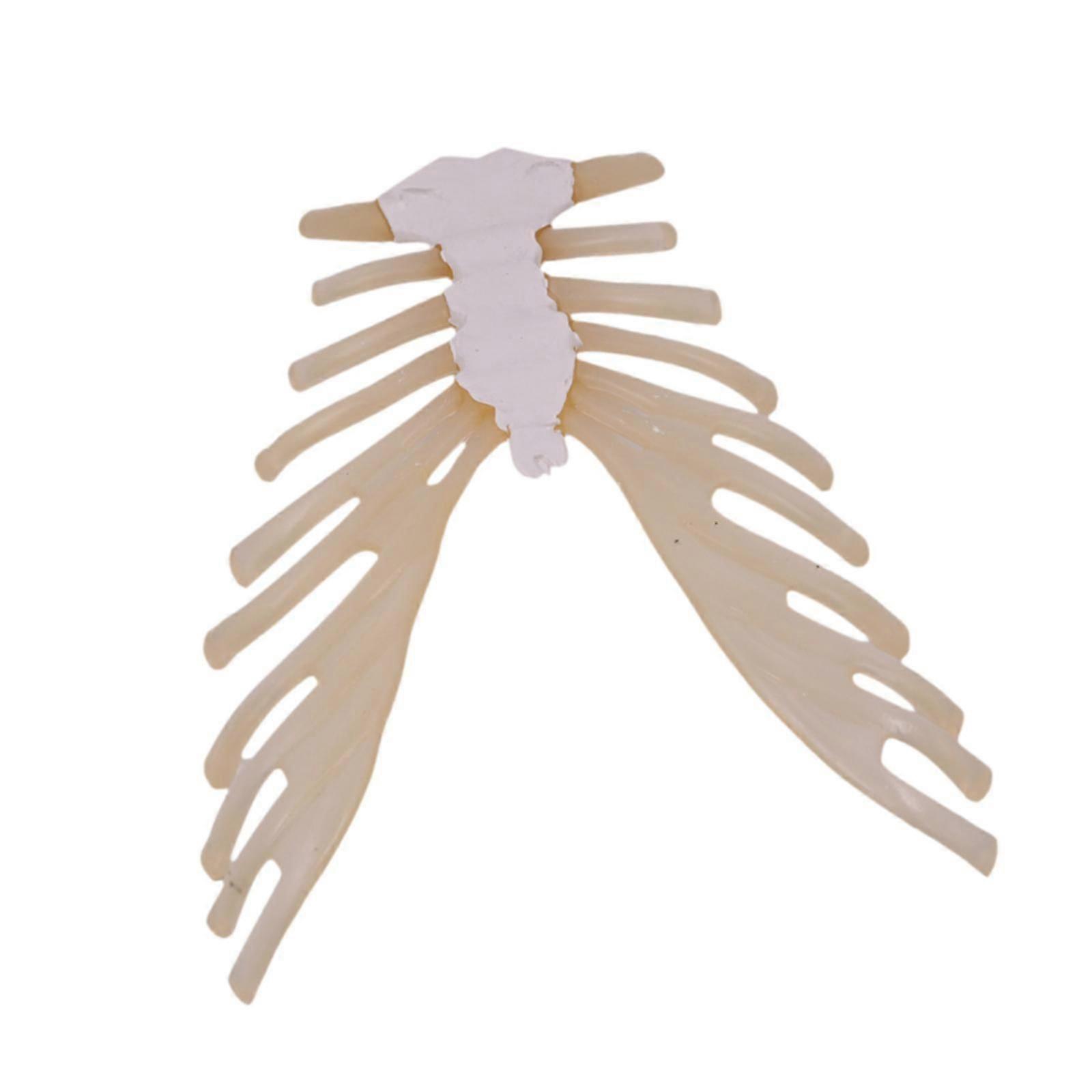 Sternum Bone Demonstration Model Training Display Teaching Aid for Kids Gift