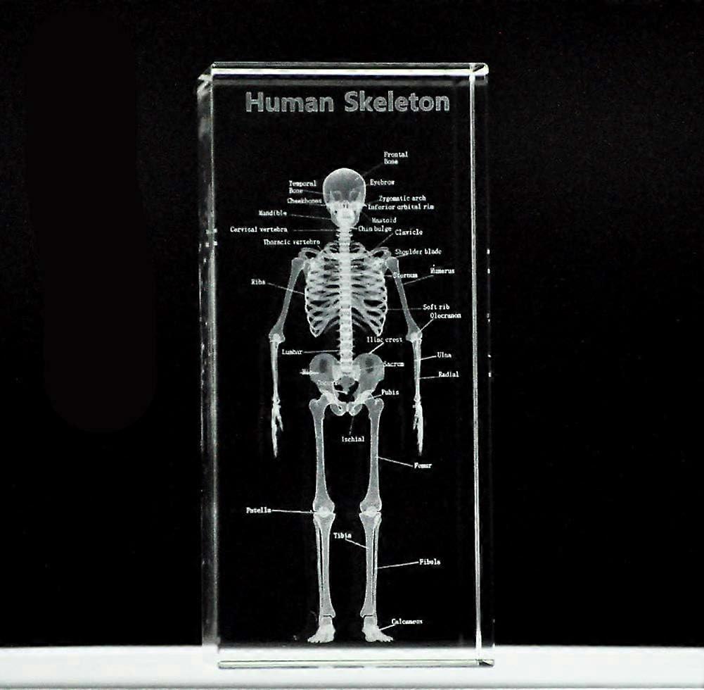 Human Skeleton Anatomical Model 3D Paperweight (Laser Etched) in Crystal Glass Cube, Scientific Gift, Includes LED Base, 7.9 x 5.1 x 5.1 cm