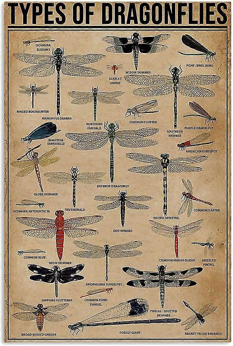 Puzzle Types de libellules Connaissance Puzzles en bois Développement Jouets Jeux Jouets Jouets Cadeau