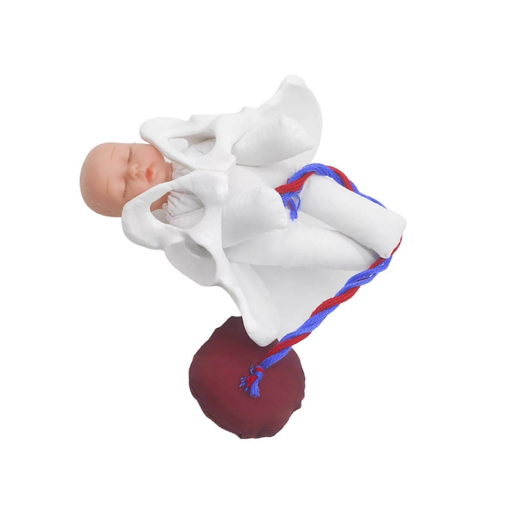 Female Pelvis Model Childbirth Model for Science Education Teaching Study