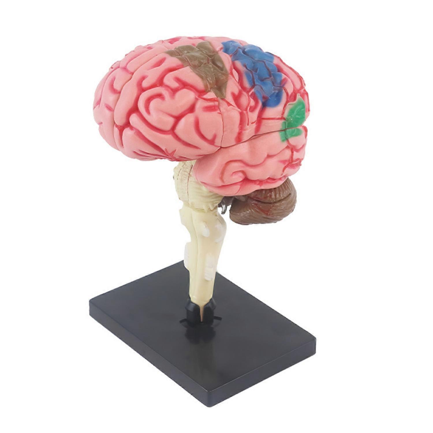 4D Brain Structure Model Good Detail Equal Proportion Reduction Human Body Brain Anatomy Teaching