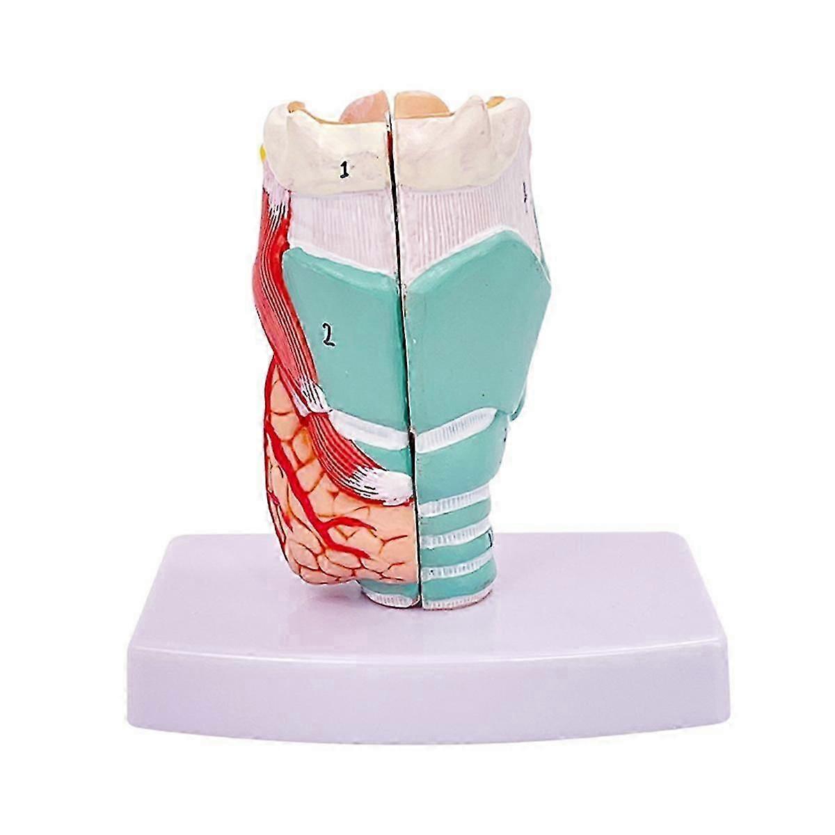 Human Throat Model, Anatomically Accurate Throat Model, Anatomy Classroom Learning Display Teaching MedicalModel