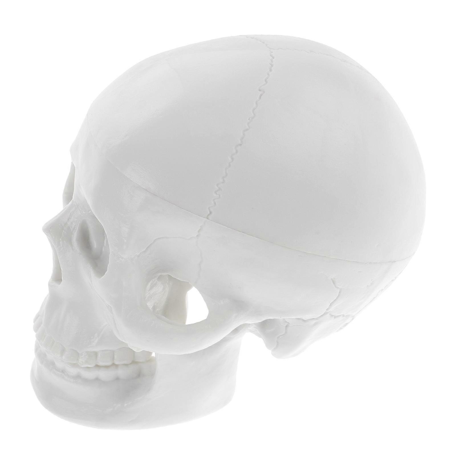 Mini Skull Model for Halloween Decoration, Realistic Anatomical Ornament for Teaching, Desktop Display, Human Body Simulation