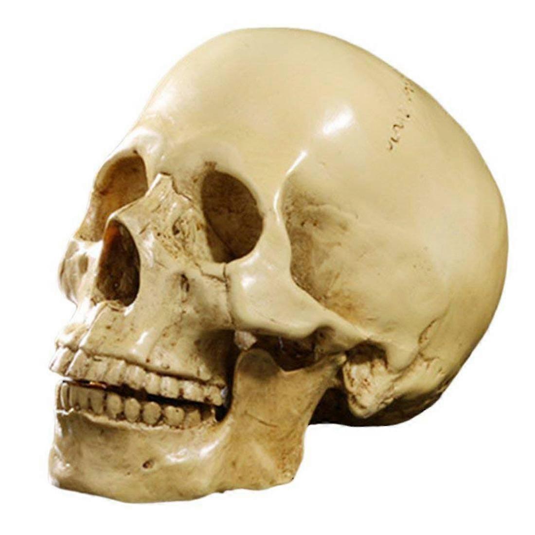 Model 1: 1 Resin Human Skull Anatomical Teaching Decoration