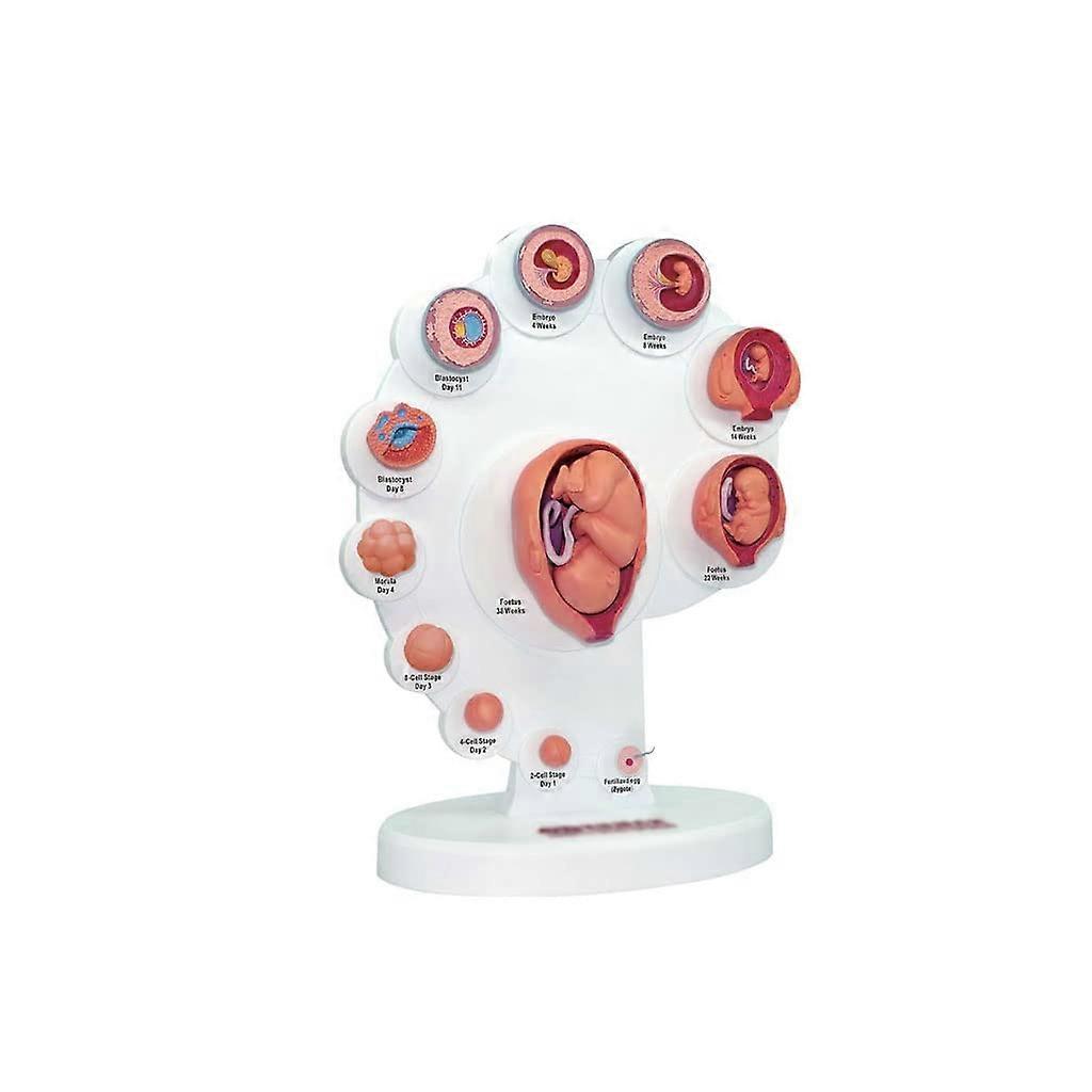 Fetal Development Model with Removable Anatomy Stages for Prenatal Educational Teaching