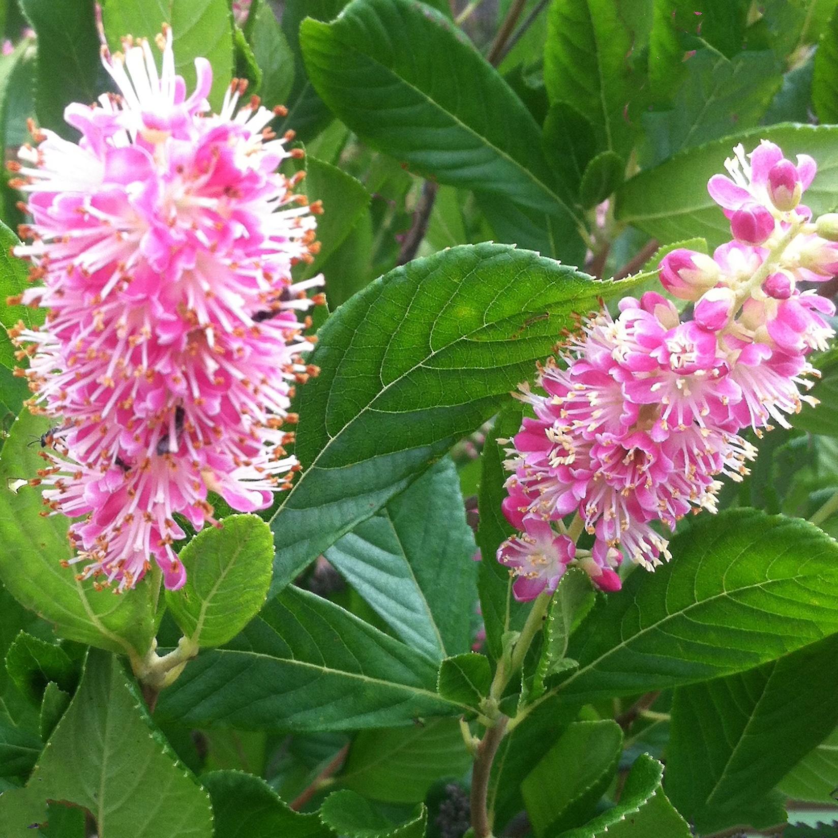 Clethra Ruby Spice. Summersweet.
