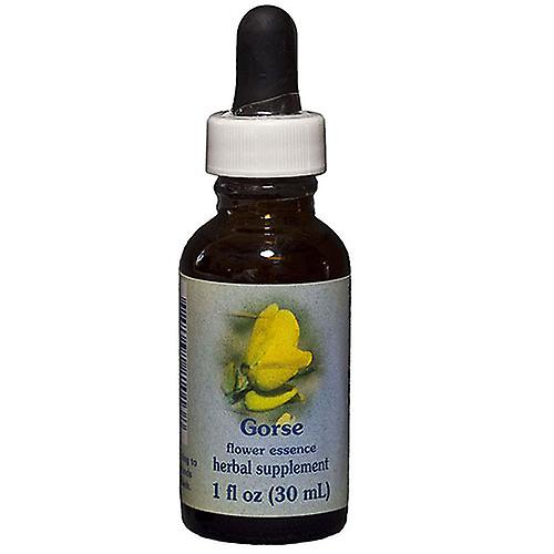 Flower Essence Services Gorse Dropper, 1 oz (2er-Pack)