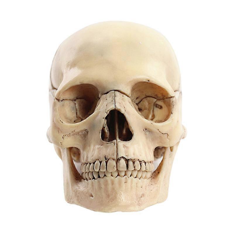 Model de craniu medical model de corp uman Model de craniu de educație 1:2 pentru model de asamblare a studiului de predare a studenților, culoare primară