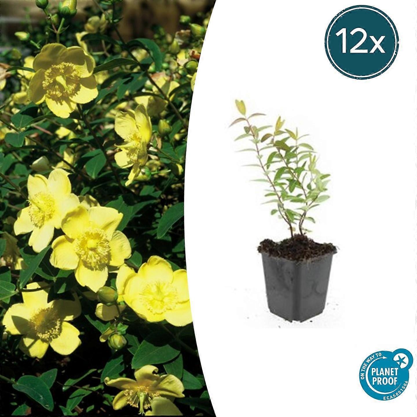 Hypericum 'Hidcote' | 12 bucăți - 10-25cm - Ø9cm