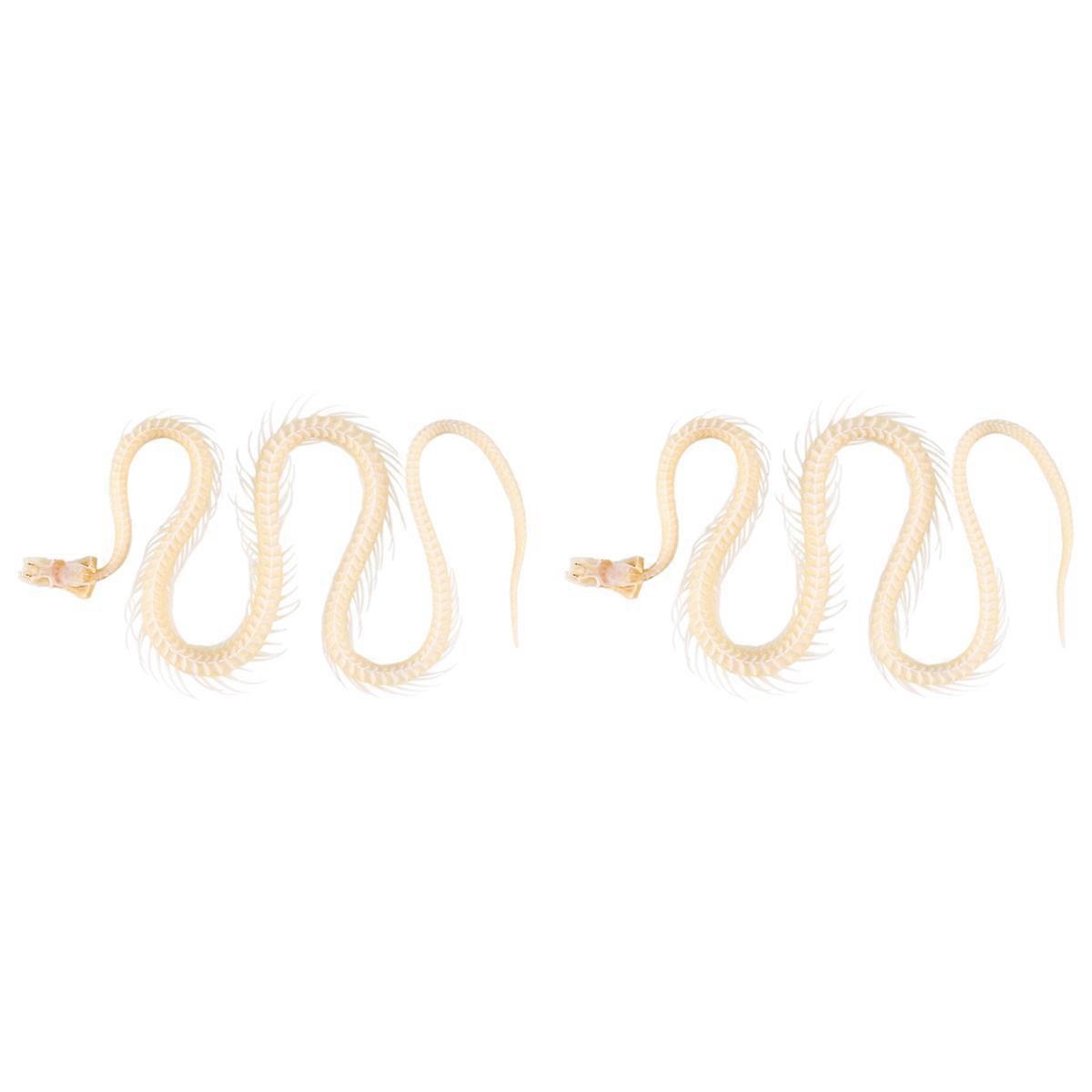 Real Snake Skeleton Animal in Science Classroom for Science Education