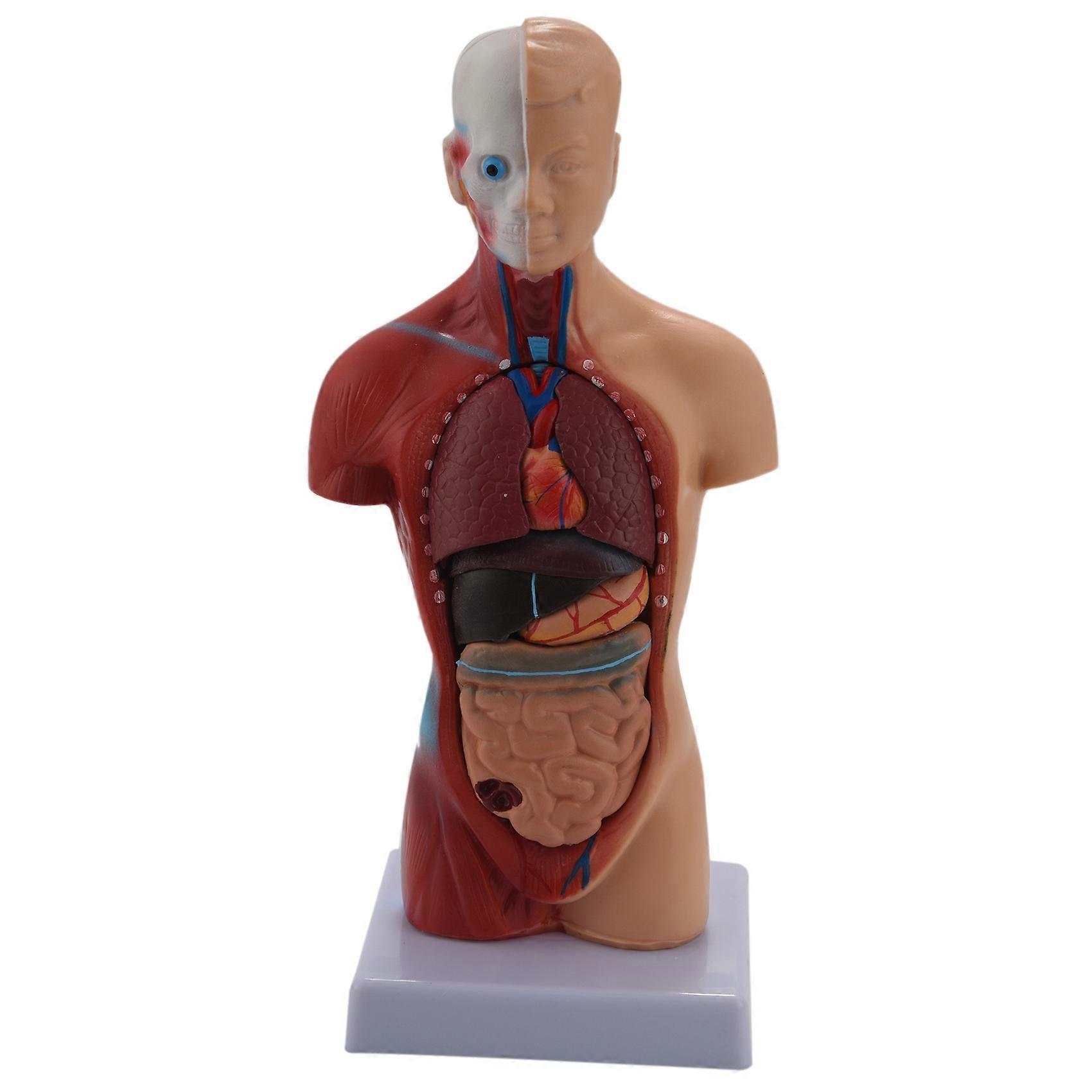 Human Torso Body Anatomy Model Heart Brain Skeleton School Educational 11Inch