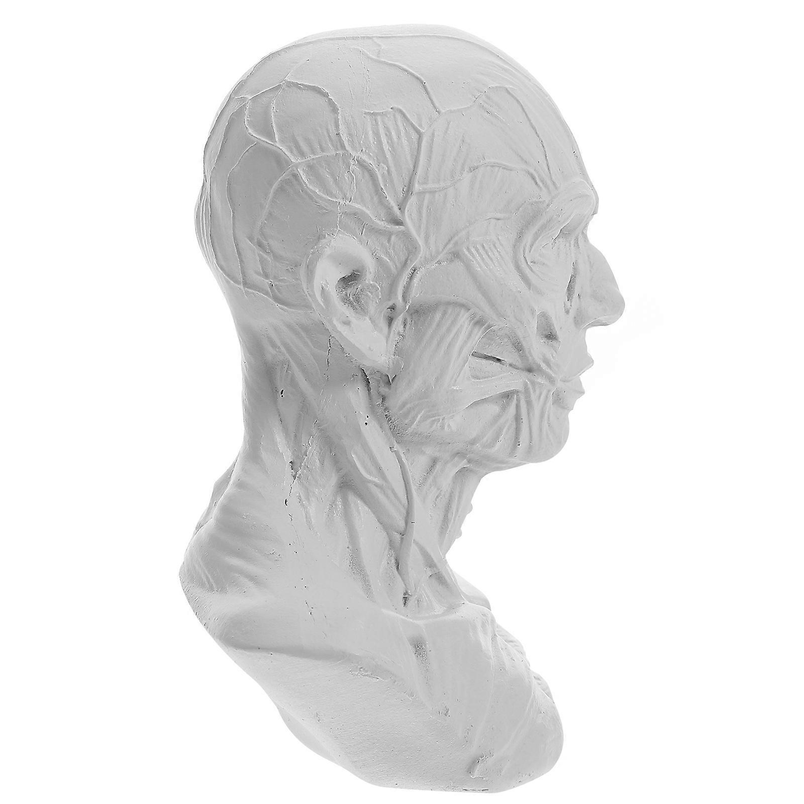 Anatomy Skull Head Model Skull Head Muscle Statue for 4Pcs Sketch Set