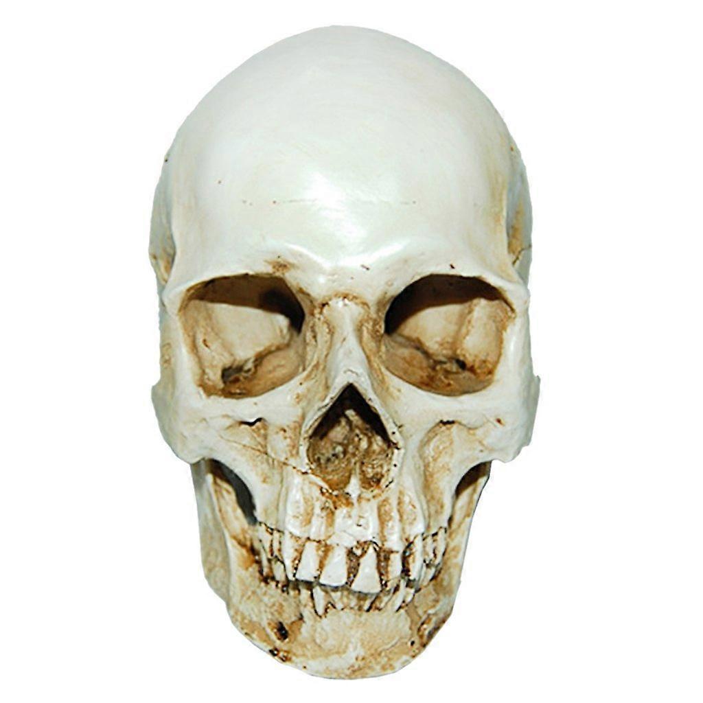 Model 1: 1 Human Skull in Resin for Anatomical Teaching and Decoration