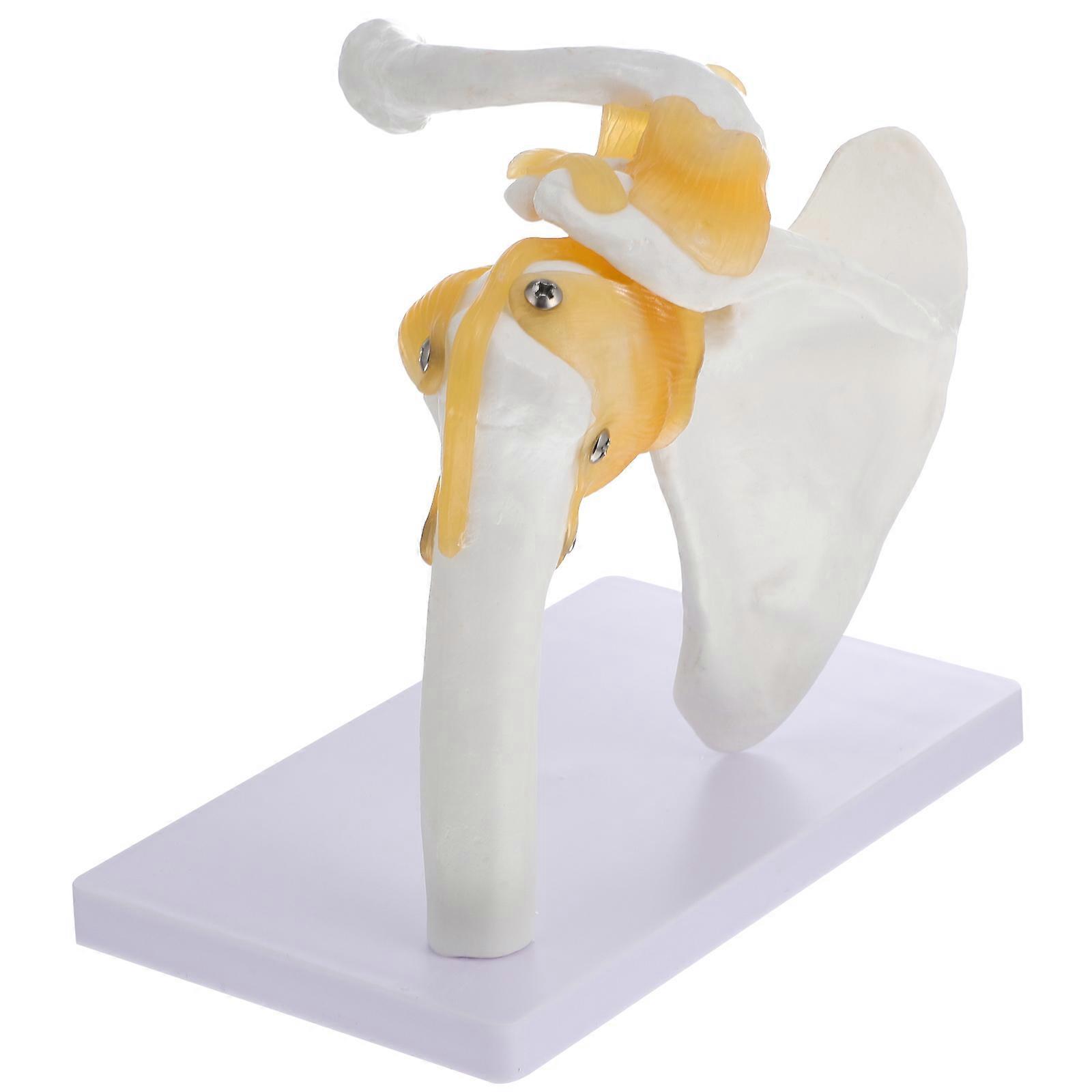 Shoulder Joint Model with Ligaments – Human Skeleton Teaching Model for Science Labs, Medical Classrooms, and Doctor Offices – Sturdy Base, Premium