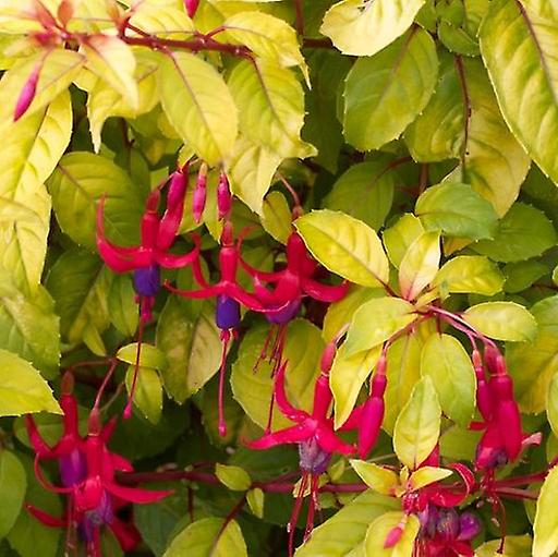 Fuchsia Genii. Goudgele Foilage.