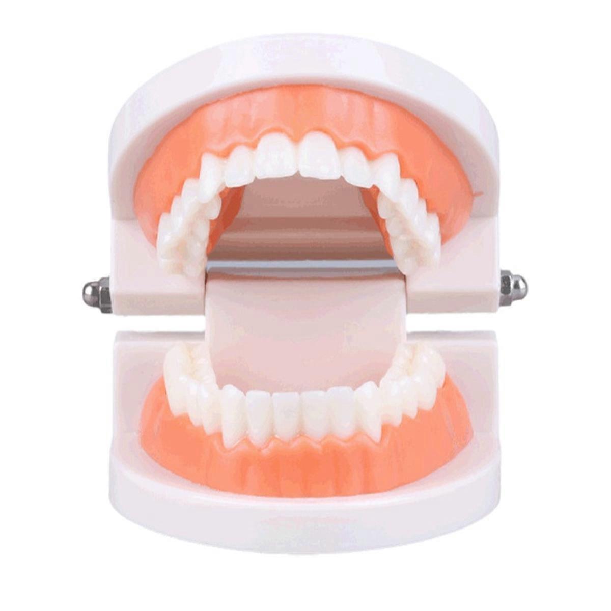 Realistic Typodont Model Educational Tool Compact Dental Teaching Aid
