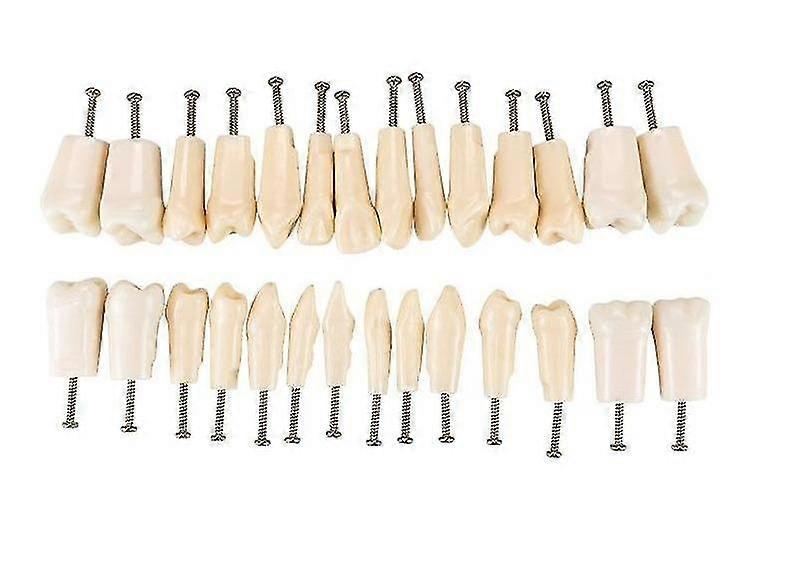 Standard  Gum Teeth Teaching Model Demonstration
