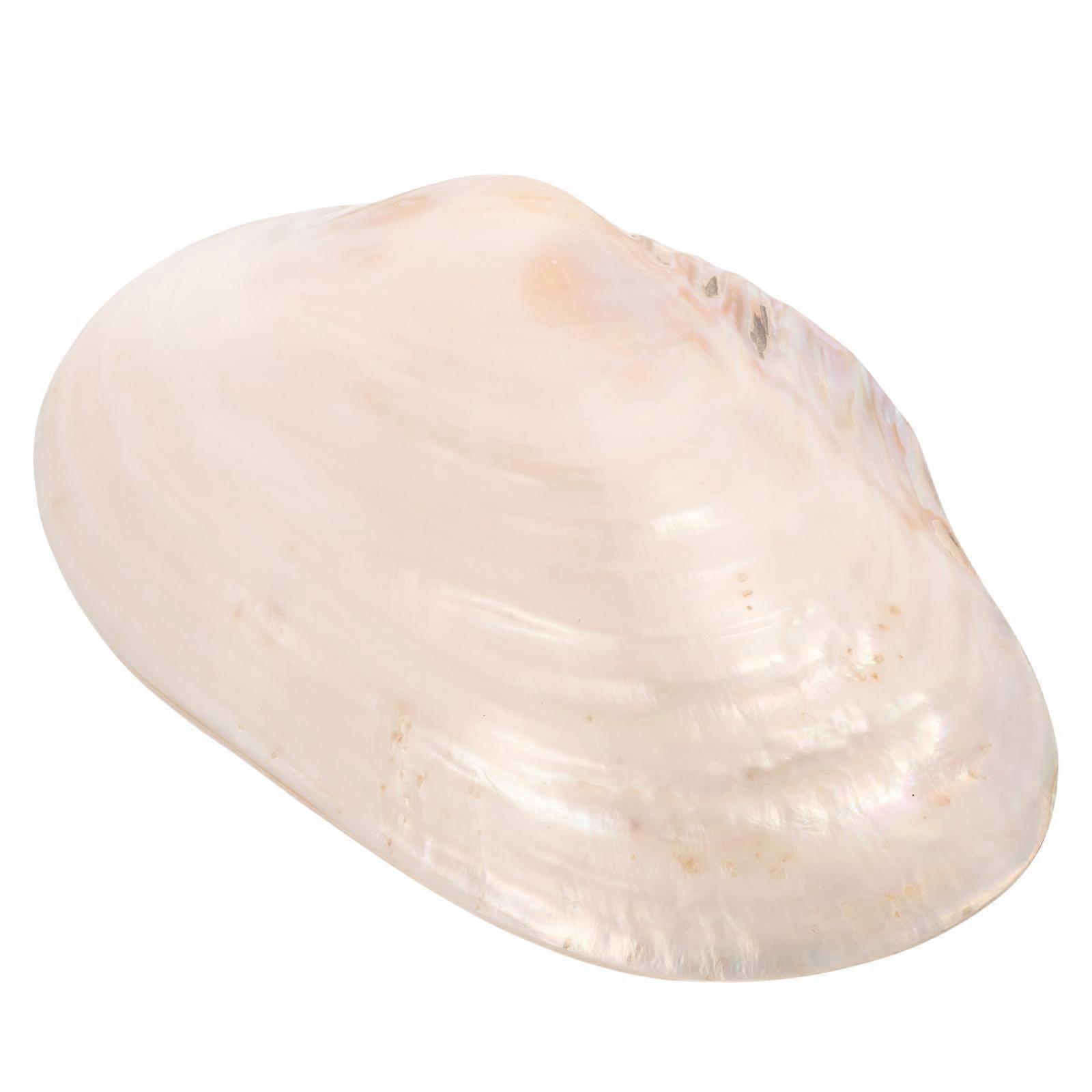 Irregular Shell Shape Multi Color Clam Shell Craft For Home Decor Garden Occasion 21.50X9.00X5.00CM 1Pack