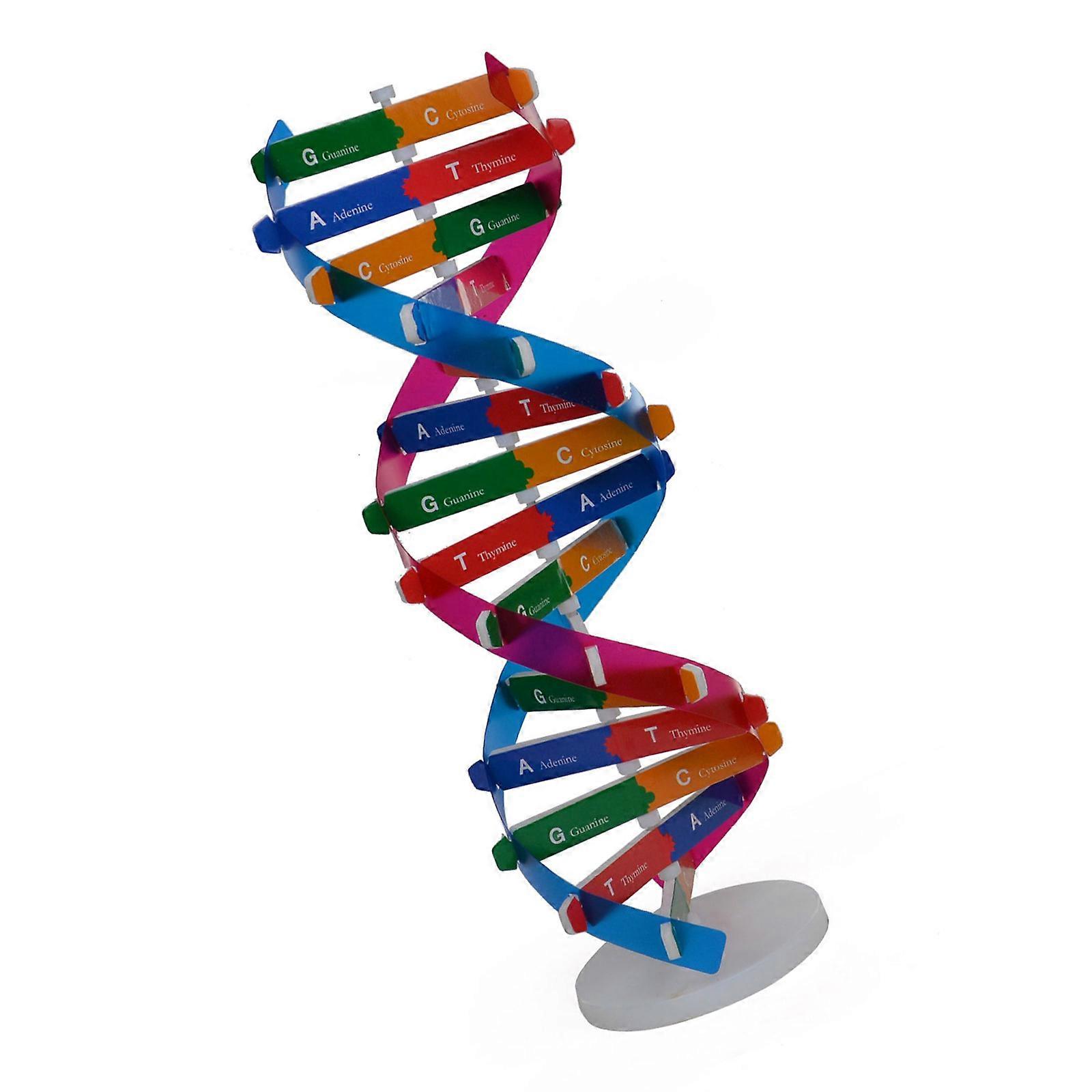 Recyclable Paper DNA Structure Model For Classroom Heredity Study And Student Science Projects Multicolor