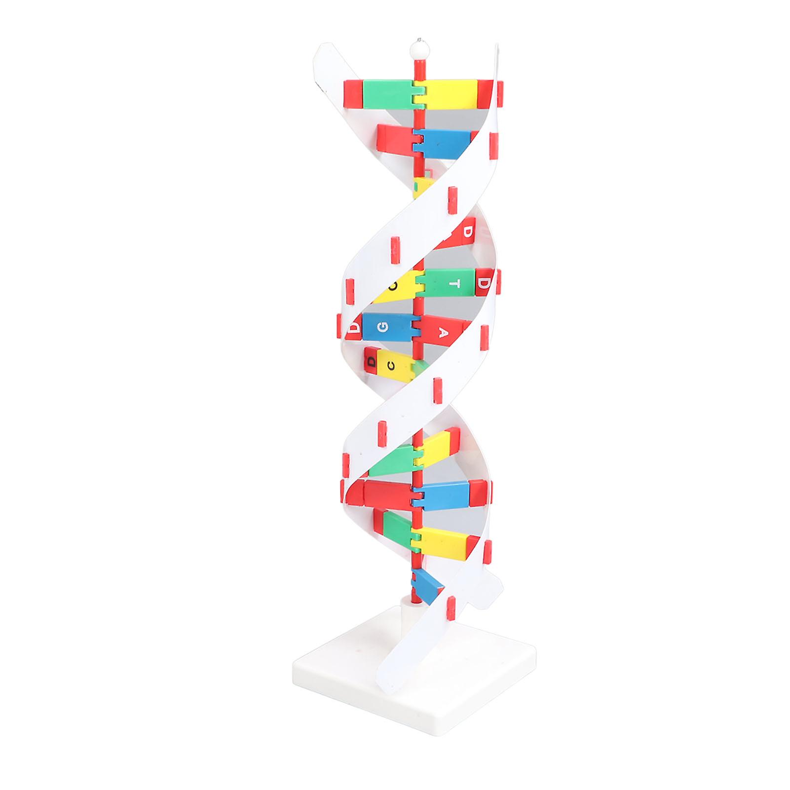 DNA Structure Model Colorful Double Spiral Assemble Model Science Educational Teaching Toy 