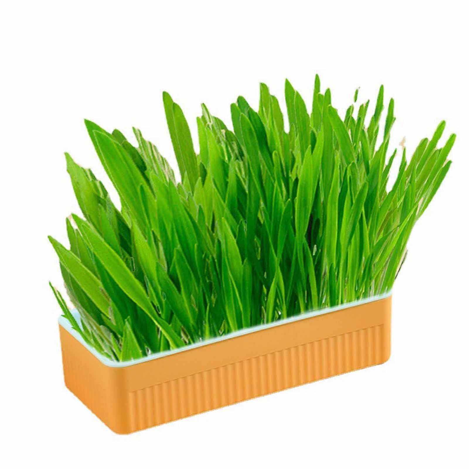Hydroponic Cat Grass Kit Soil Free Growing Catnip Cat Grass with Planting Box for Indoor Household Blue Orange