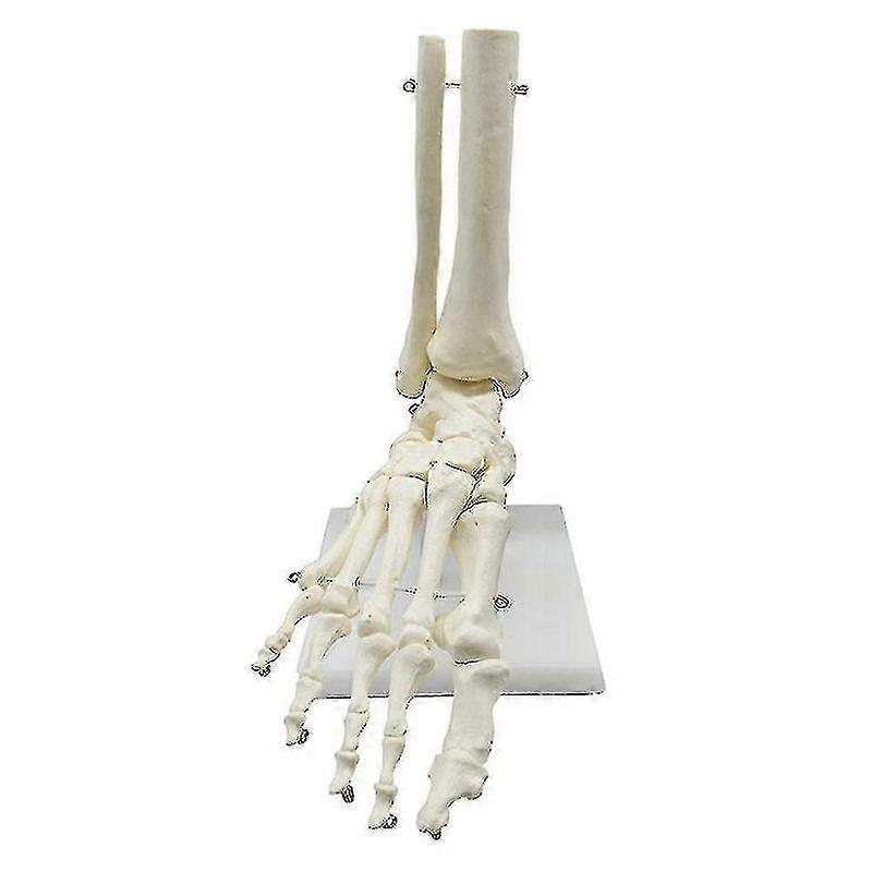 1:1 Human Foot & Ankle Anatomy Model for Teaching Resources