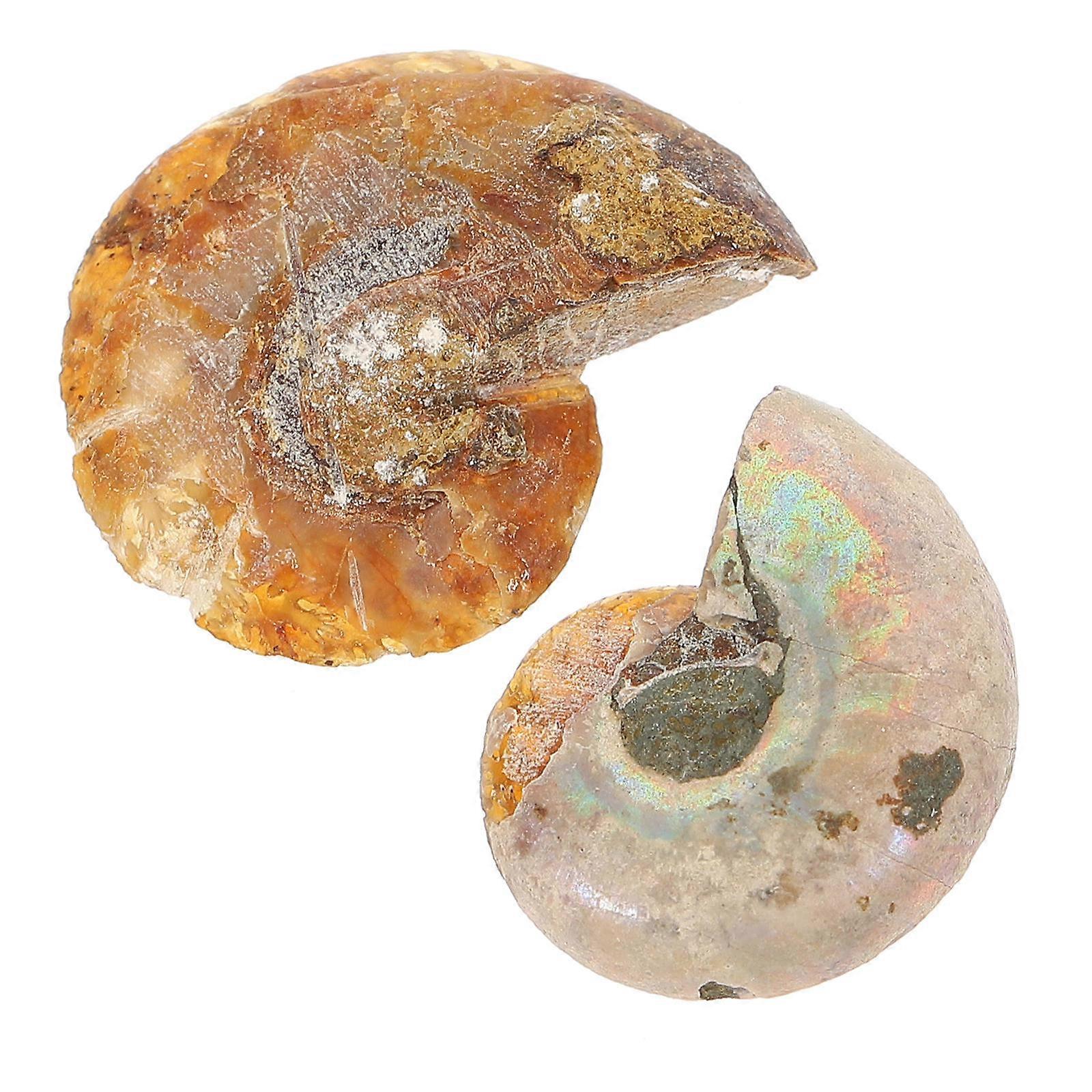 Paleontology Ammonite Sample for Decoration 10 Pieces