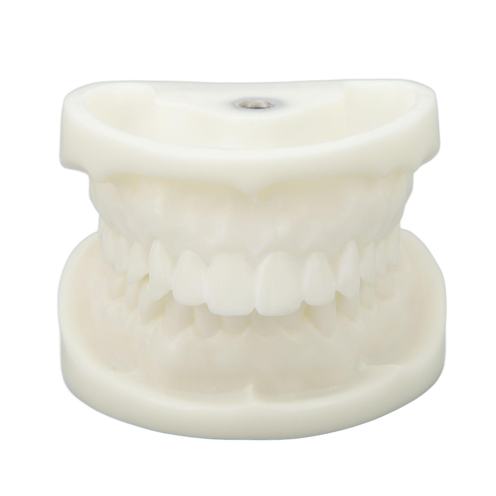 Tooth Model Educational Simulation White Corundum Dental Model for Teaching Study Supplies
