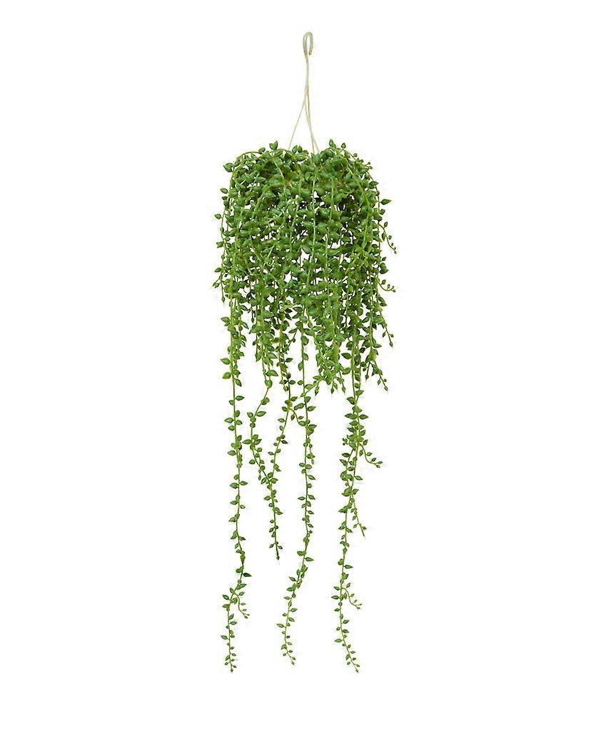 Senecio trailing plant (60 cm)