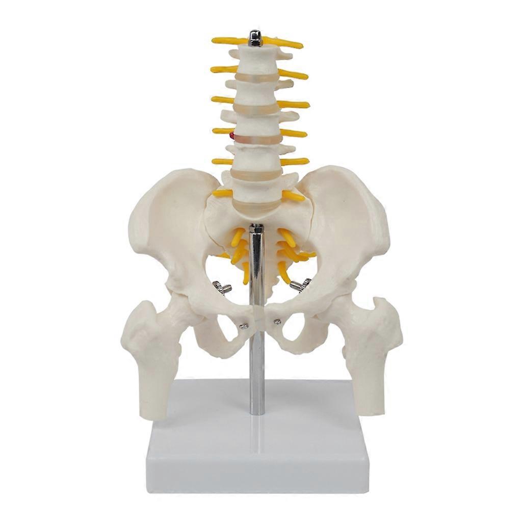 Menschlicher Halswirbel Halswirbel Halsschlagader Flexibles Wirbelsäulenmodell Humane Halswirbel Modell des Lendenwirbelnervs Modell