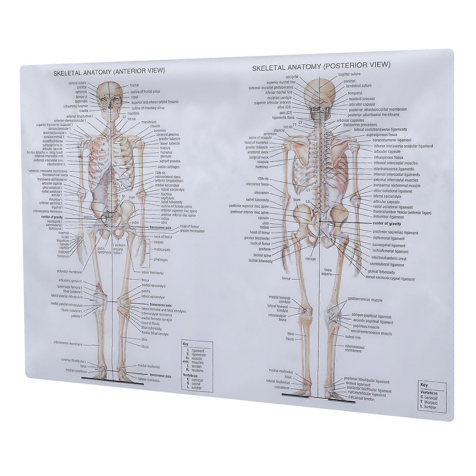 Here's a refined product description for your **Human Skeletal Muscle Anatomy Poster**:
### **1pc Human Skeletal Muscle Anatomy Poster –