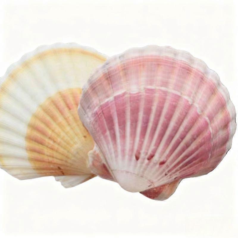 Large Natural Scallop Seashells For Beach Decor, Crafts & Aquarium