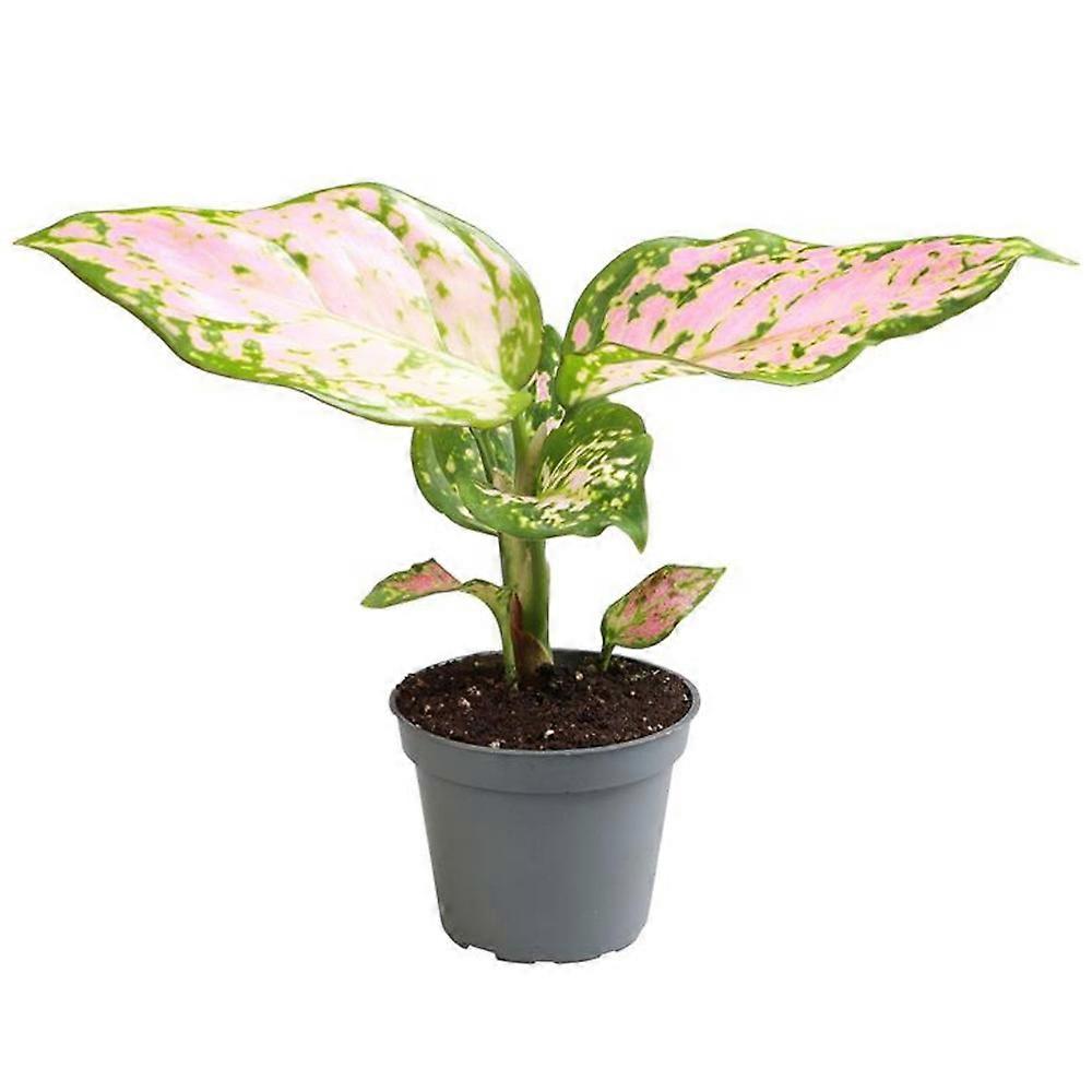Aglaonema 'Red Valentine' Ø6cm