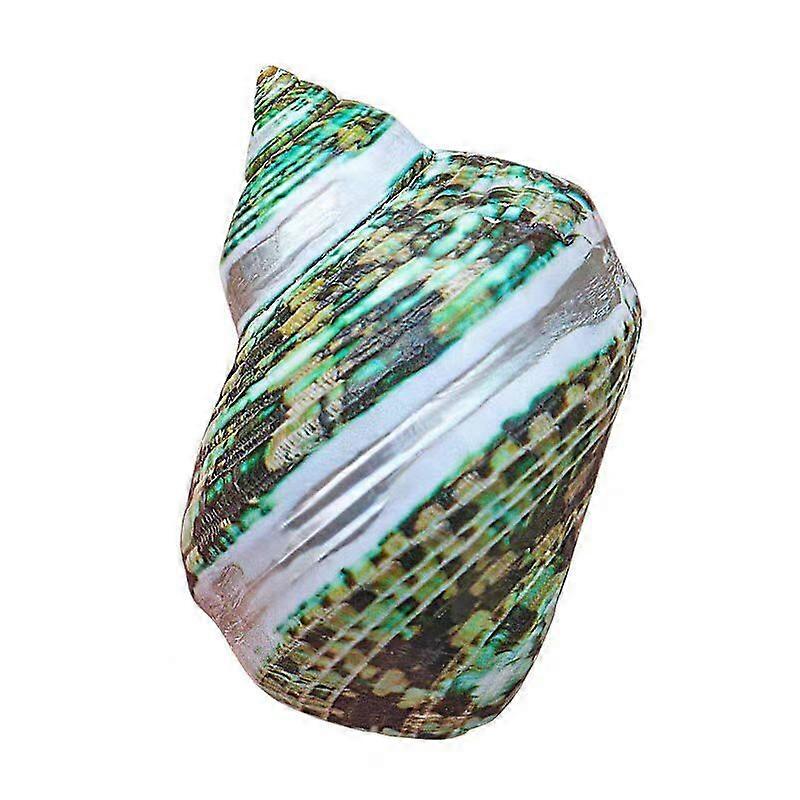 Wide-Mouthed Striped Turbo Snail Shells For Aquarium Decor